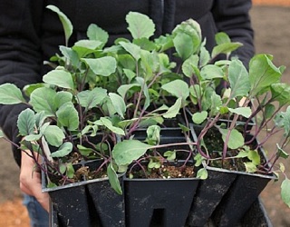 Під час вирощування розсади капусти не варто кілька разів використовувати той самий ґрунт